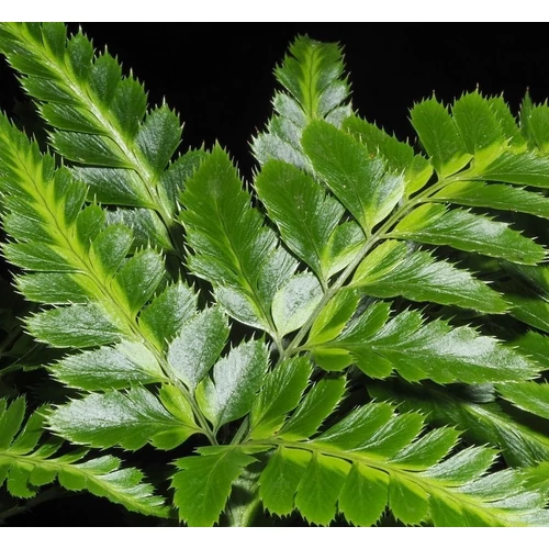  Rumohra Adiantiformis 'variegata'