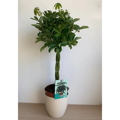 Sugárarália (Schefflera Nora)