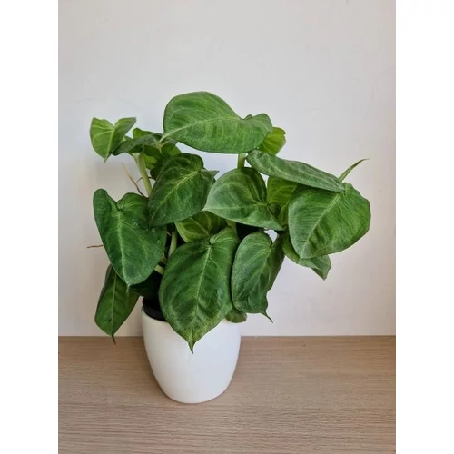 Syngonium Macrophyllum ‘Frosted Heart’ – Syngonium ‘Ice Frost’