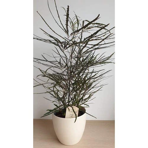 tenyeraralia_1