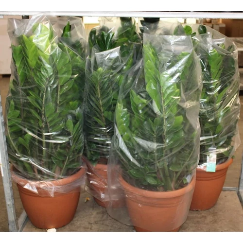 Zamioculcas 
