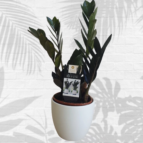 Zamioculcas Raven Black Zamiifolia