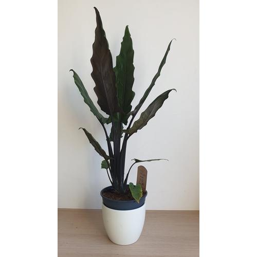 Alocasia Lauterbachiana