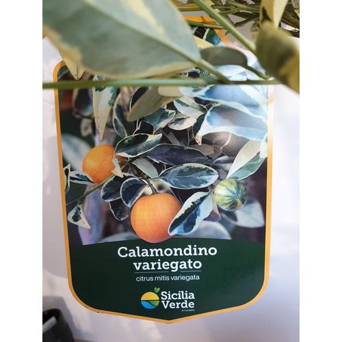 Calamondin variegata