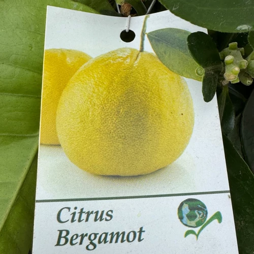 Citrus Bergamot - Bergamot narancs