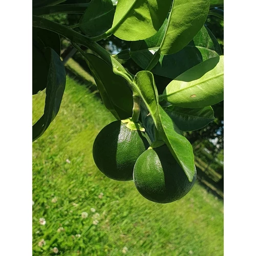Citrus paradisi Pompelmo / Grapefruit