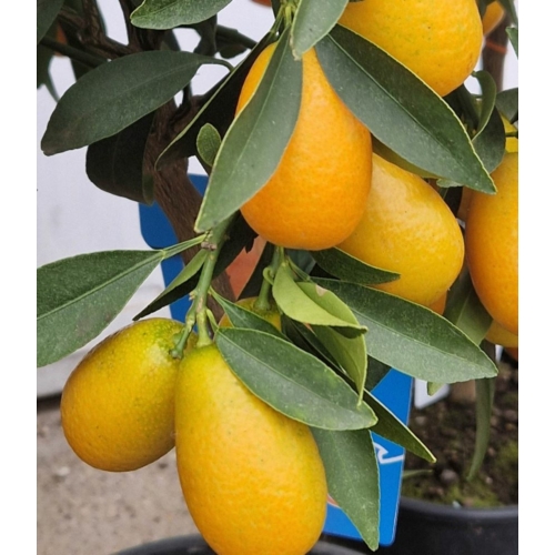 Kumquat fortunella