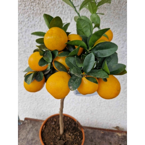 Kumquat Obovata