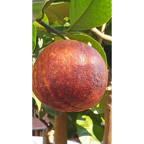 Arancio_doppio_sanguigno_