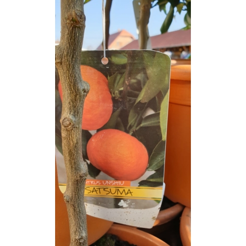 Satsuma mandarinfa