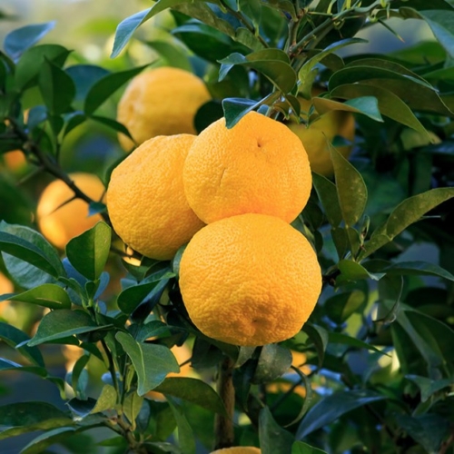 Juzu citromfa (yuzu)