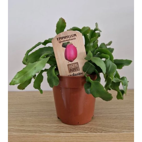Epiphyllum_Guatemalense_