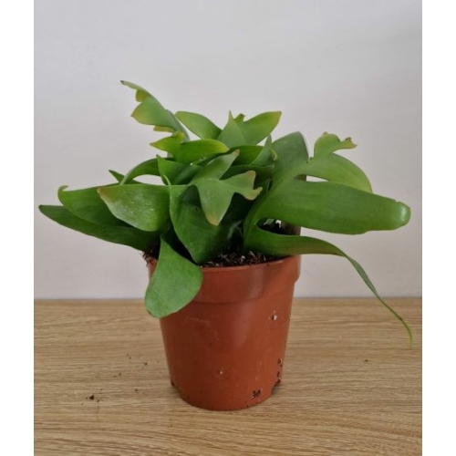 Selenicereus chrysocardium - Páfránylevelú kaktusz