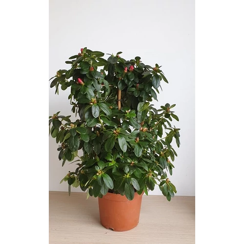 Azálea (Rhododendron simsii)