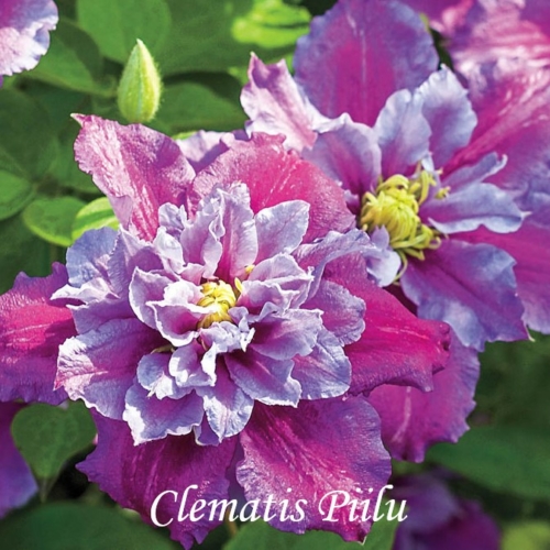 Clematis ‘Piilu’ – nagyvirágú, korai virágzású kerti iszalag