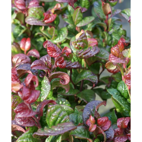 Fürtöshanga, Leucothoe axillaris 'Curly red'