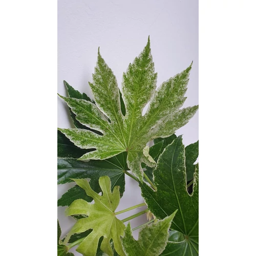 Fatsia_Japonica_Spiders_web_