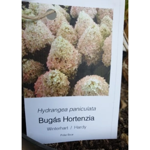 Hydrangea paniculata 'Polar Bear' – Fehér, óriásvirágú hortenzia (díjnyertes)