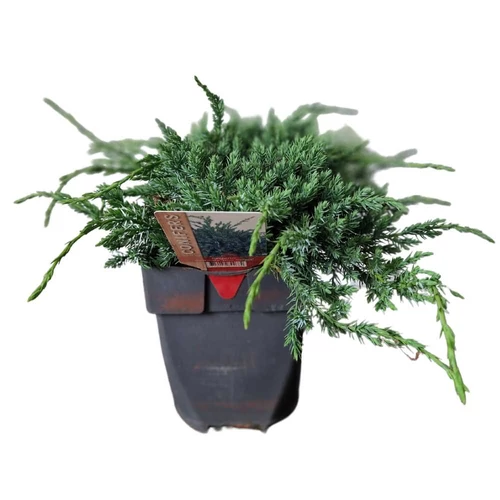 Juniperus_squamata_Blue_Carpet_Kek_kuszo_boroka_
