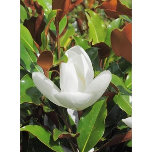 Magnolia Grandiflora Little Gem - Örökzöld magnólia