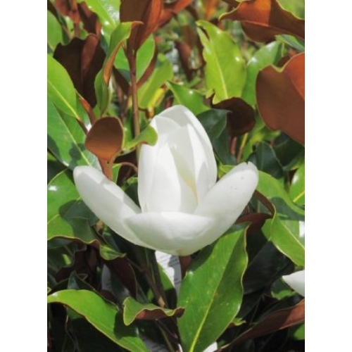 Magnolia Grandiflora Little Gem - Örökzöld magnólia