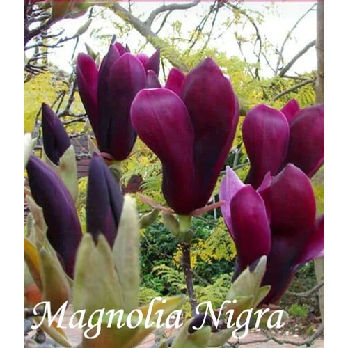 Magnolia liliflora Nigra / Bíborvörös liliomfa,