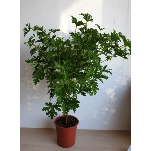 Pelargonium  Lemon Tree - Citrom illatú muskátlifa 