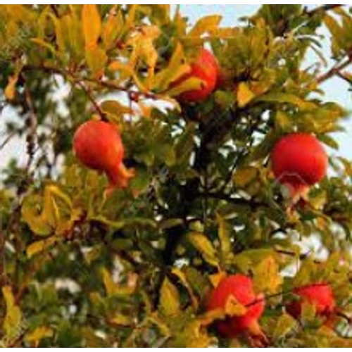 Punica granatum - Gránátalma