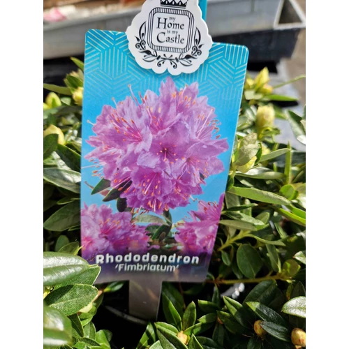 Rhododendron Gristede