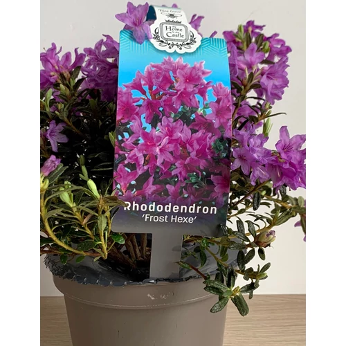 Rhododendron frost hexe