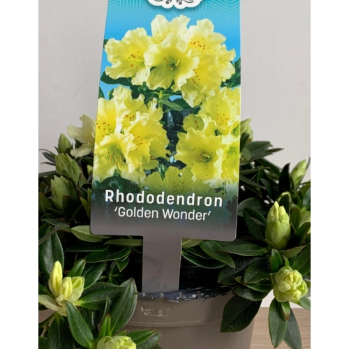 Rhododendron 'Golden Wonder' Törpe Rhododendron