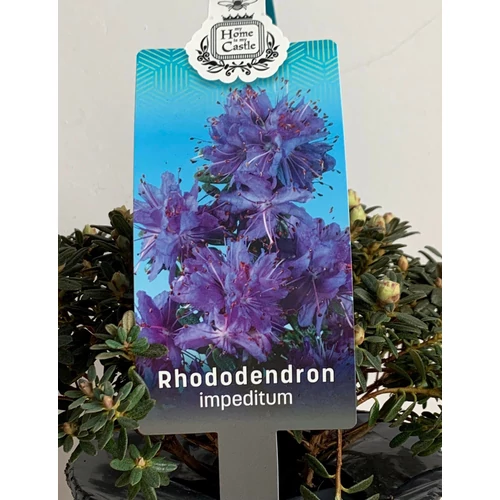 Rhododendron Impeditum élénk lila havasszépe 