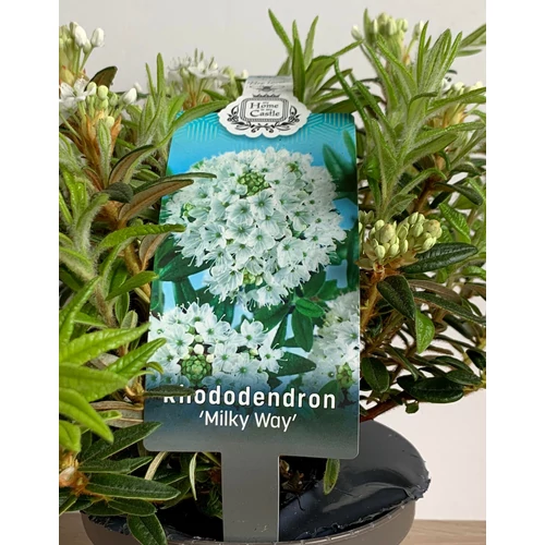 Rhododendron milky way