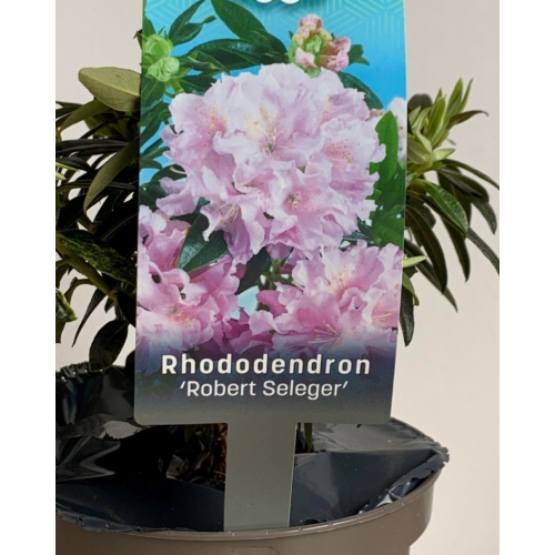 Rhododendron Robert Seleger