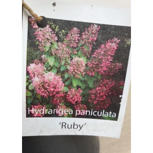 Hydrangea paniculata 'Ruby' – Bugás hortenzia