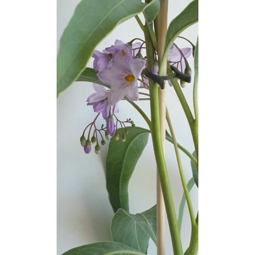 Solanum_glaucophyllum_