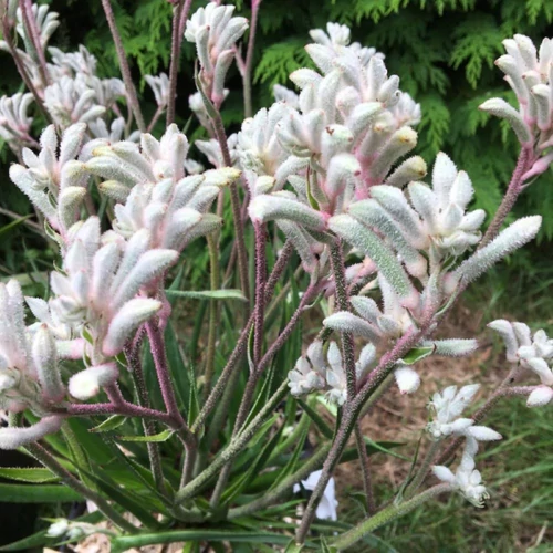 Anigozanthos - Kengurumancs &quot;diamond
