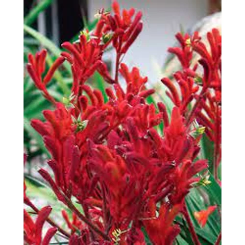 anigozanthos_inferno_