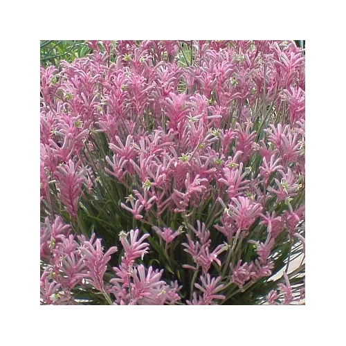 Anigozanthos - Kengurumancs &quot;dance&quot;