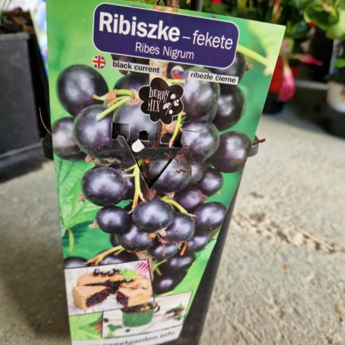 Ribes nigrum 'Titánia' – Fekete ribizli