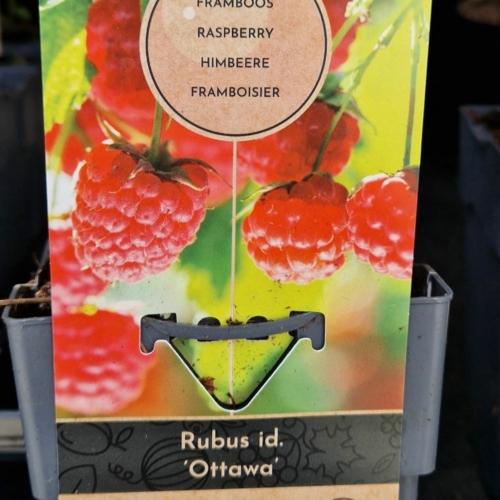 Rubus idaeus 'Ottawa' – Málna