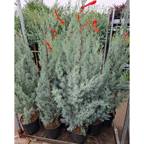Oszlopos Arizóniai ciprus 100cm “Cupressus Arizonica Fastigiata”