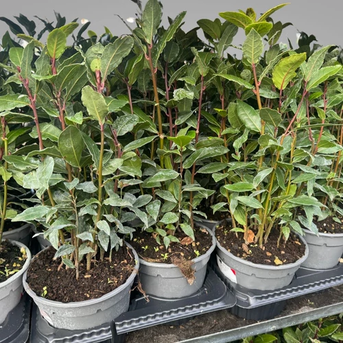 Laurus nobilis Nemes babér