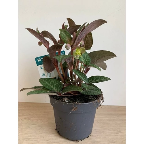 Helleborus purple price (Hunyor)