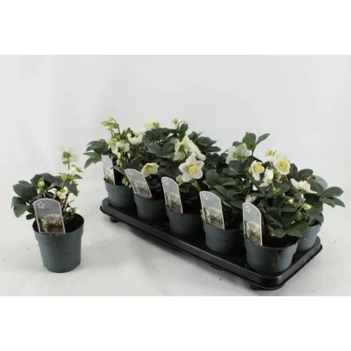 Helleborus Ni Chr Carol (Hunyor)
