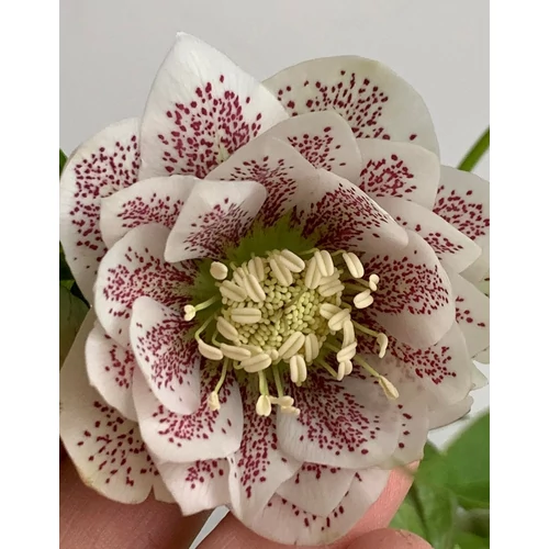 Helleborus orientalis 'Abigail'
