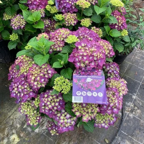hydrangea_forever_and_ever_