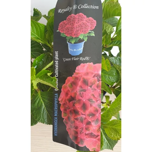 Hortenzia Green Flair Red