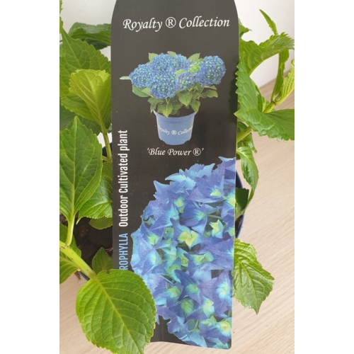 Hydrangea macrophylla 'Blue Power' – Kerti hortenzia