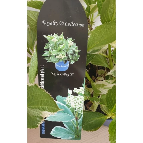 Hortenzia macrophylla 'Light-O-Day'